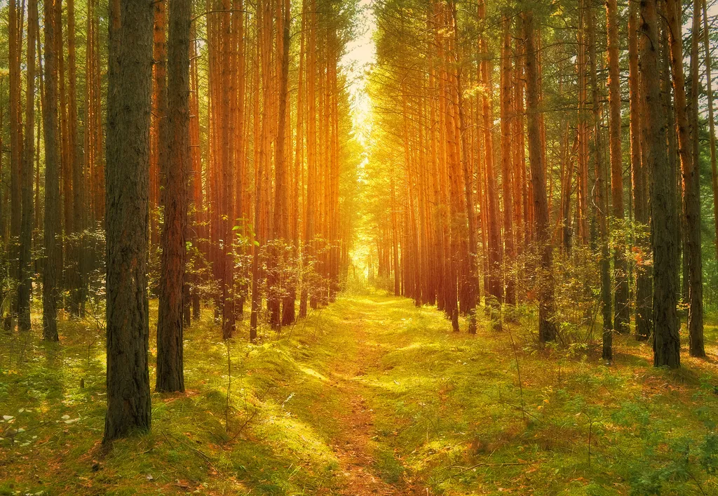 Play a long walk